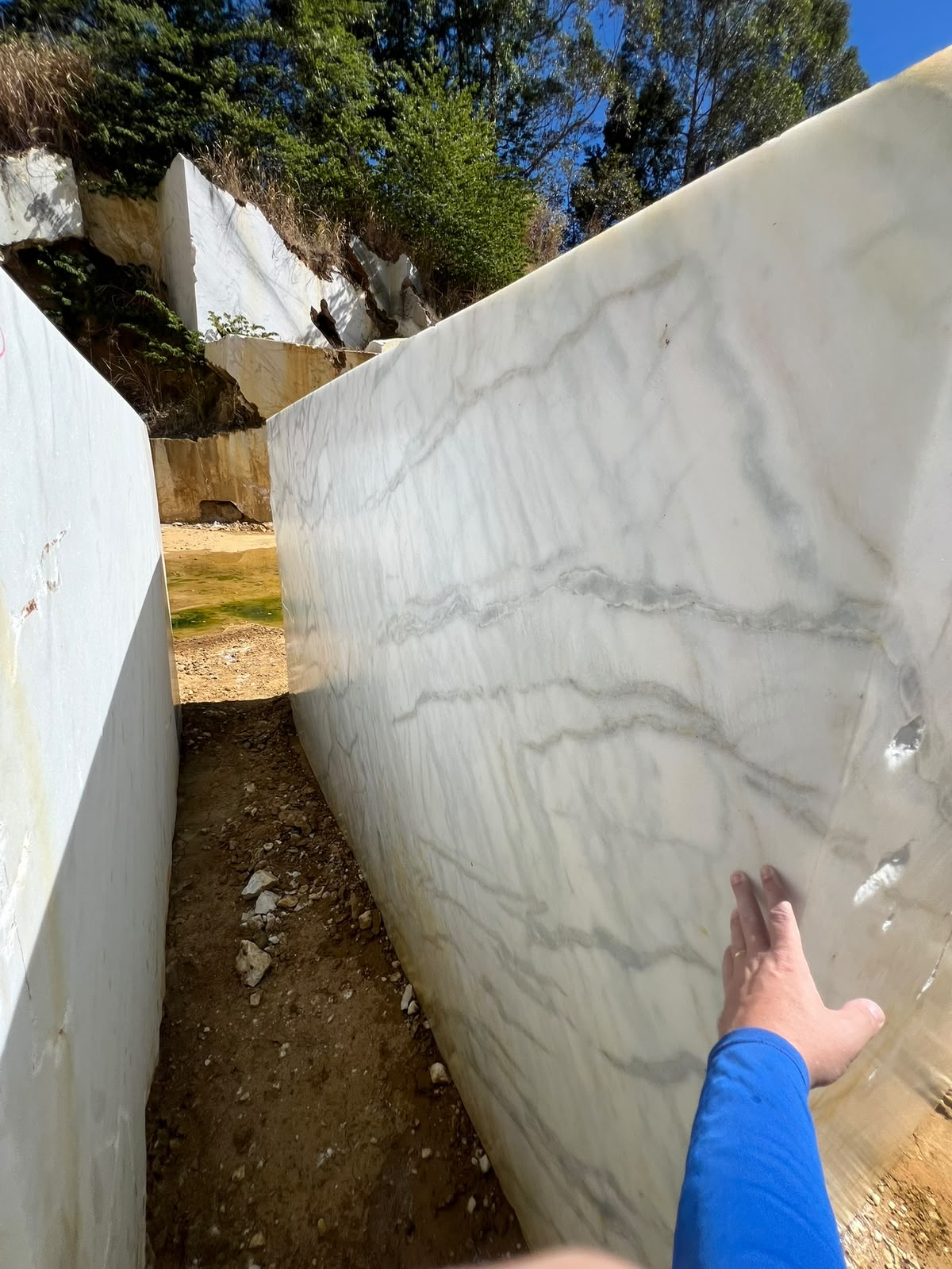 Venatino White